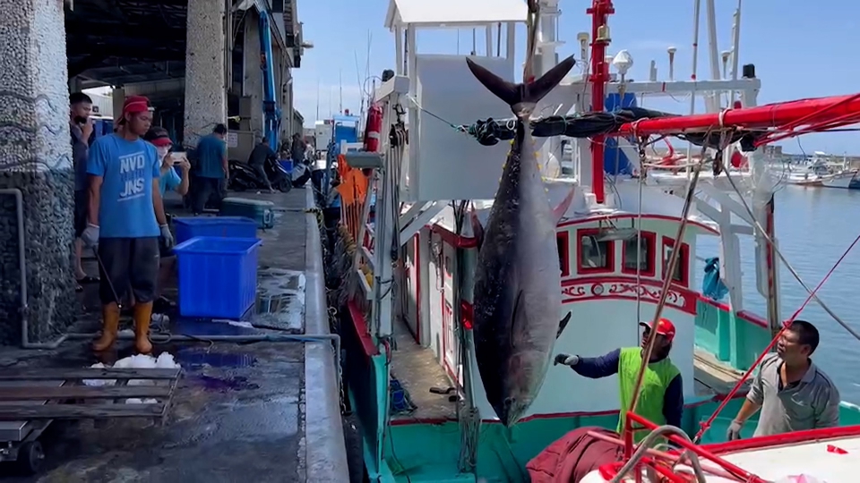 Bluefin Tuna Cultural Festival Begins In Pingtung TaiwanPlus