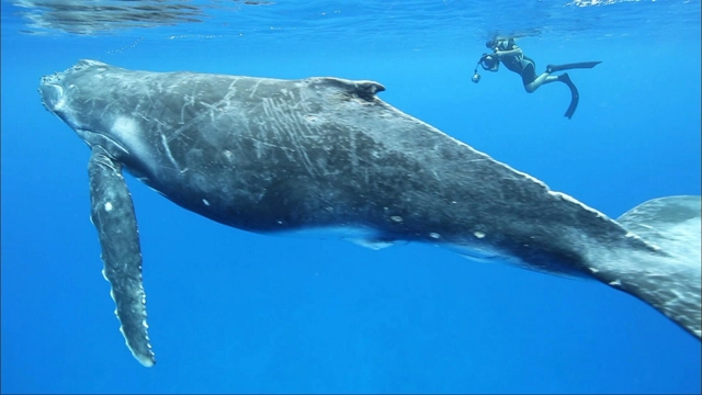 Ocean: Swimming With Whale Sharks