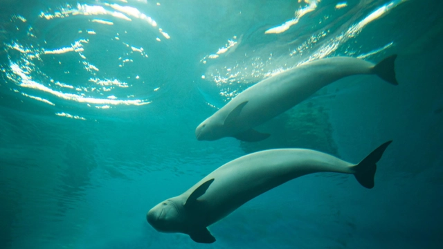 Saving Endangered Porpoises