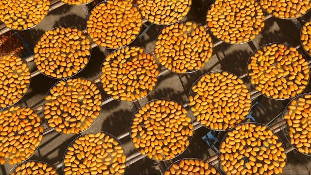 Flying Over the Hakka Village: Dry to Crisp
