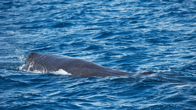 Ocean: Swimming With Sperm Whales