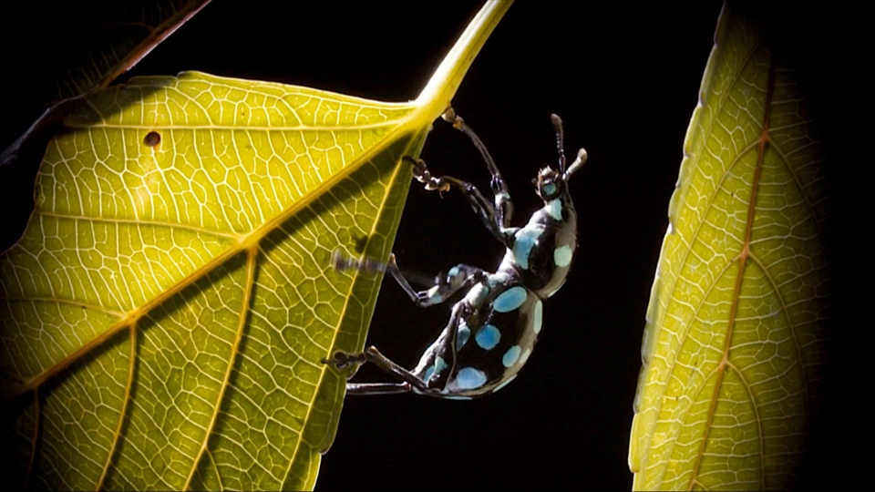 The Small Big: Taiwanese Flightless Weevil - TaiwanPlus