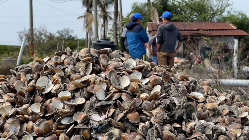 Climate Change Decimates Clam Farmers' Livelihoods TaiwanPlus