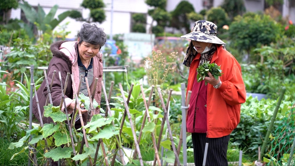 Urban Farming Takes Root in Taiwan - TaiwanPlus