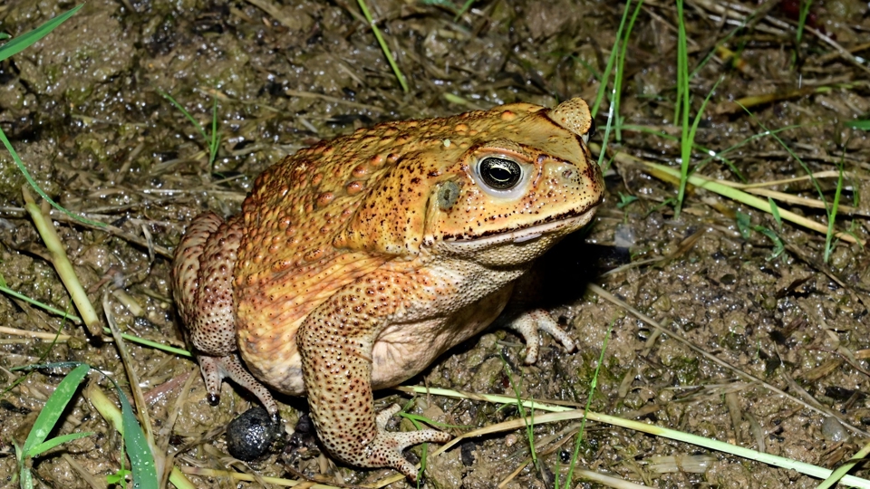 Invasive Cane Toads Raise Ecological Concerns in Taiwan - TaiwanPlus