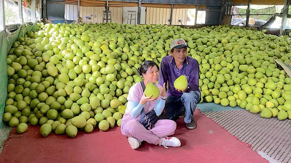 Taiwan Farmers Face Post MidAutumn Festival Pomelo Sales Slump TaiwanPlus
